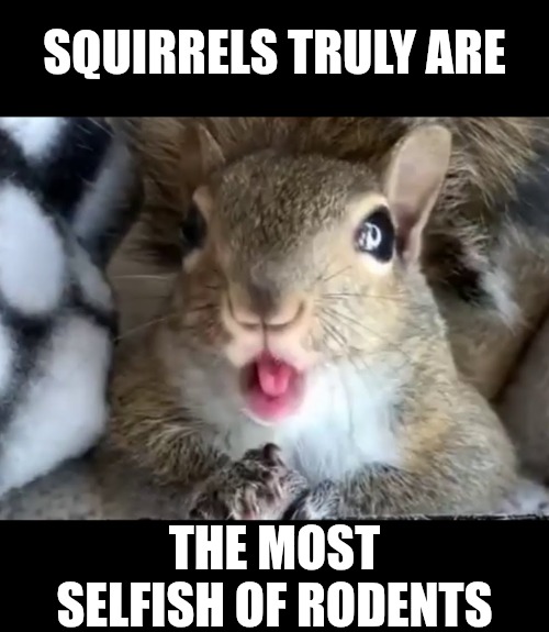 SQUIRRELS TRULY ARE THE MOST SELFISH OF RODENTS | image tagged in squirrel | made w/ Imgflip meme maker