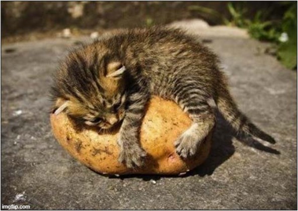 Kitten Loves That Potato ! | image tagged in cats,kitten,potato,love | made w/ Imgflip meme maker