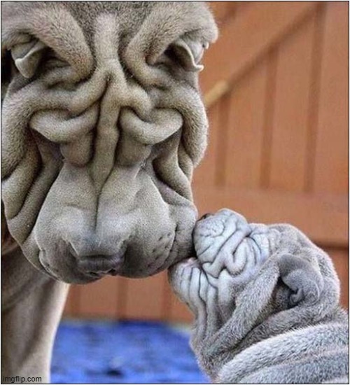 Just Wrinkles ! | image tagged in dogs,wrinkles,shar pei | made w/ Imgflip meme maker