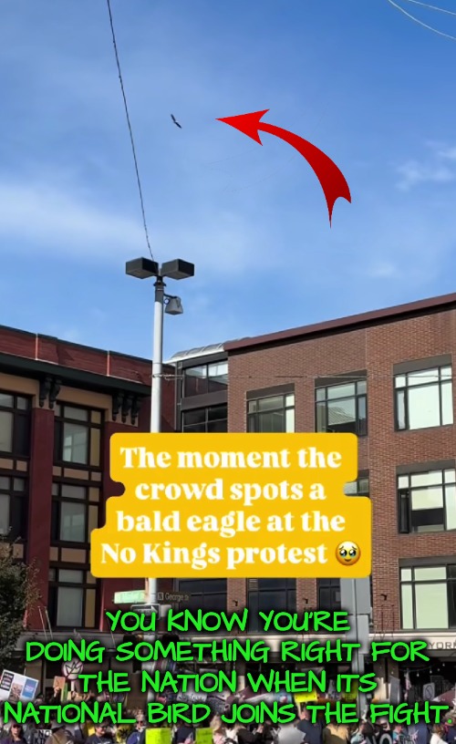 Nature is watching...don't let MAGA tell you it pooped on everyone's head. It was a good sign! | YOU KNOW YOU'RE DOING SOMETHING RIGHT FOR THE NATION WHEN ITS NATIONAL BIRD JOINS THE FIGHT. | image tagged in bald eagle,nature replies,nature is watching | made w/ Imgflip meme maker