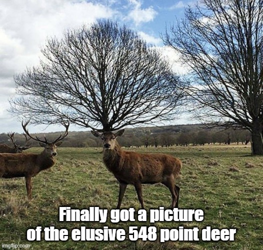 Oh Deer | Finally got a picture of the elusive 548 point deer | image tagged in nature,deer,mega,cant count | made w/ Imgflip meme maker