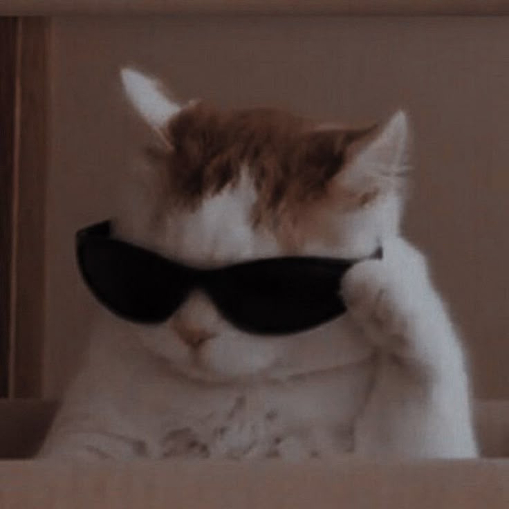 No stress cat meme Blank Meme Template