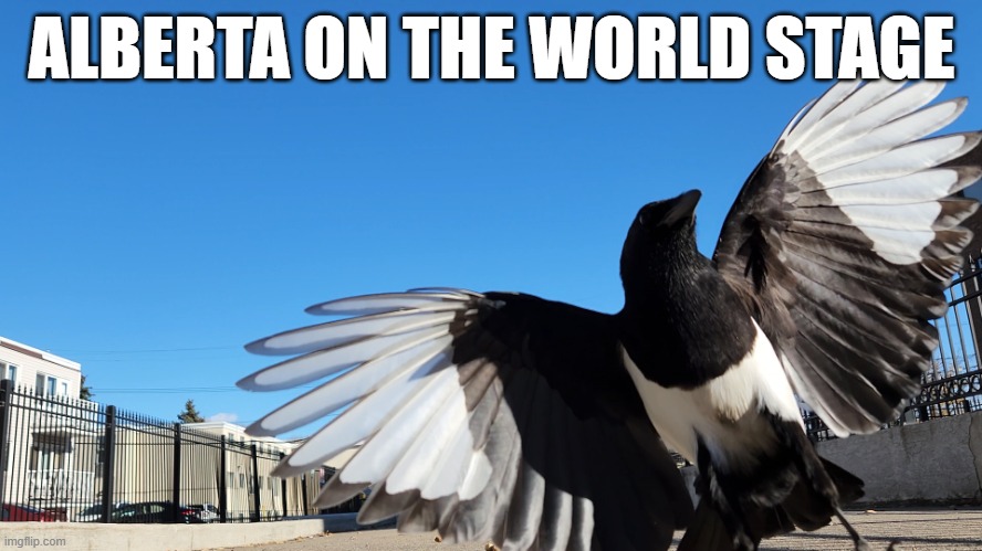 Alberta Magpie | ALBERTA ON THE WORLD STAGE | image tagged in ta-da,magpie,alberta,51,alberta proud | made w/ Imgflip meme maker