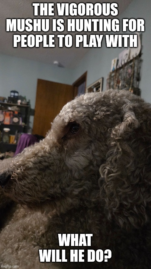 My aunts dog | THE VIGOROUS MUSHU IS HUNTING FOR PEOPLE TO PLAY WITH; WHAT WILL HE DO? | image tagged in funny | made w/ Imgflip meme maker