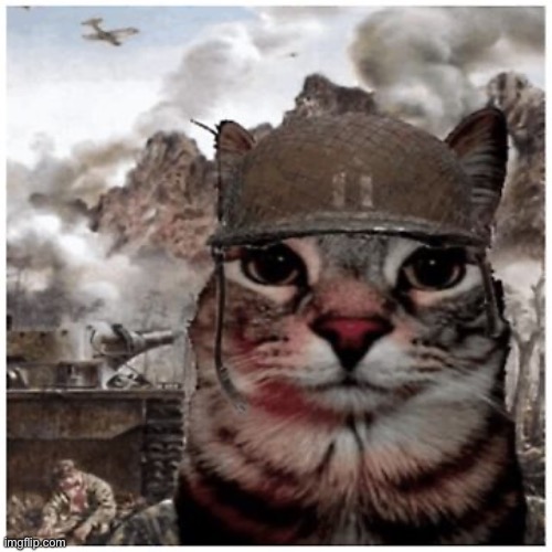 image tagged in vietnam cat | made w/ Imgflip meme maker