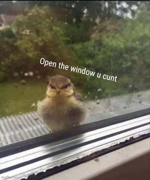 Open the window u cunt | made w/ Imgflip meme maker