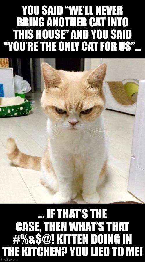 He’ll warm up to her… eventually… | YOU SAID “WE’LL NEVER BRING ANOTHER CAT INTO THIS HOUSE” AND YOU SAID “YOU’RE THE ONLY CAT FOR US”…; … IF THAT’S THE CASE, THEN WHAT’S THAT #%&$@! KITTEN DOING IN THE KITCHEN? YOU LIED TO ME! | image tagged in cats,mad,you lied,other cat | made w/ Imgflip meme maker