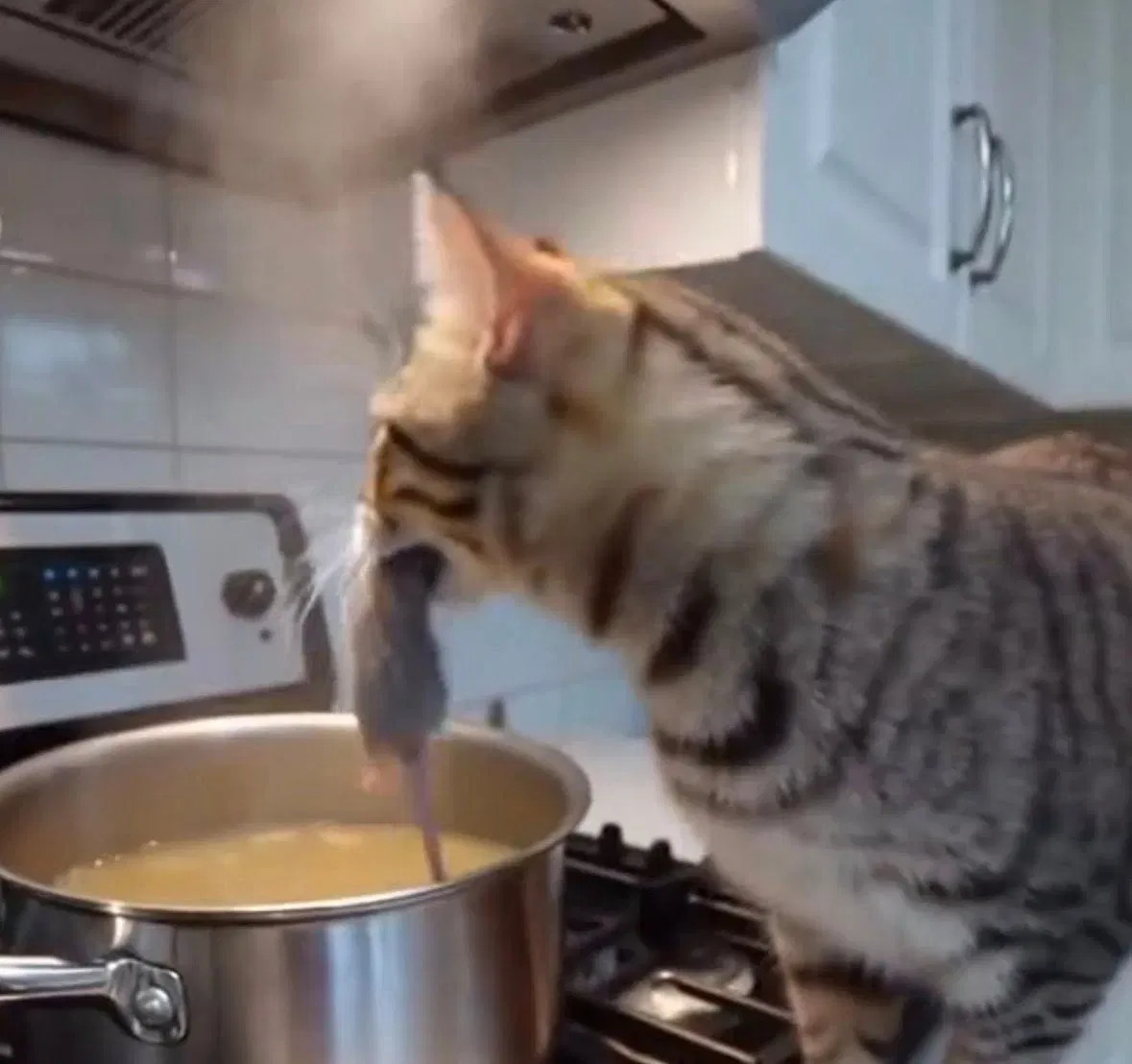 Rat soup cat Blank Meme Template