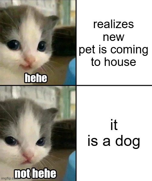 a pet mad li'l bro crash out | realizes new pet is coming to house; it is a dog | image tagged in cute cat hehe and not hehe | made w/ Imgflip meme maker