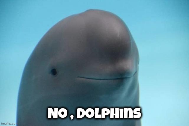 smiling dolphin | No , Dolphins | image tagged in smiling dolphin | made w/ Imgflip meme maker