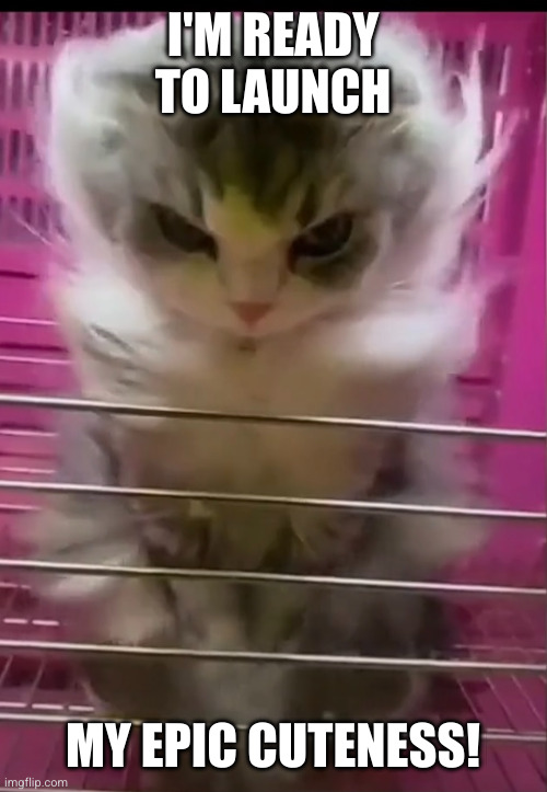 When I get out of here, you'll love me so hard you'll die | I'M READY TO LAUNCH; MY EPIC CUTENESS! | image tagged in cat god,epic cute,memes,cats,get ready for,are you ready | made w/ Imgflip meme maker
