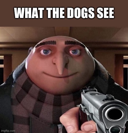 WHAT THE DOGS SEE | image tagged in gru gun | made w/ Imgflip meme maker