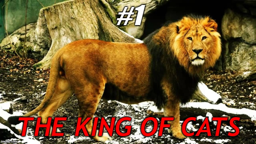the king of cats | #1; THE KING OF CATS | image tagged in 1,2,3,4,5 | made w/ Imgflip meme maker