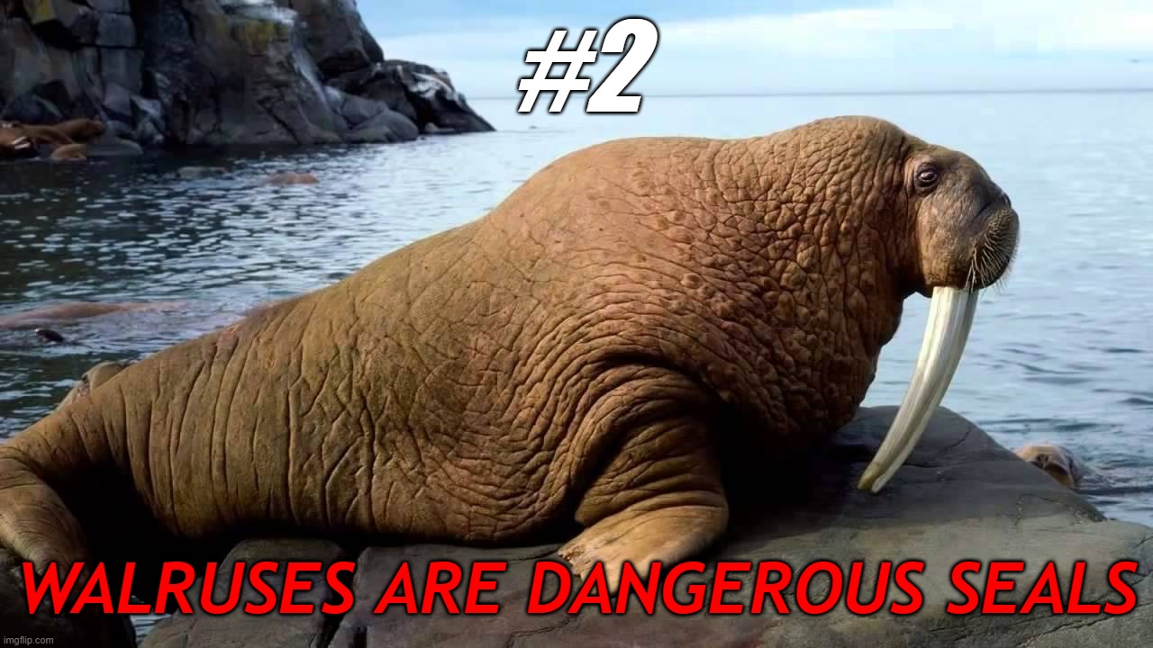 walruses are dangerous seals | #2; WALRUSES ARE DANGEROUS SEALS | image tagged in 1,2,3,4,5 | made w/ Imgflip meme maker