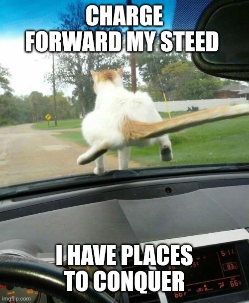 Cat on car | CHARGE FORWARD MY STEED; I HAVE PLACES TO CONQUER | image tagged in cat on car | made w/ Imgflip meme maker