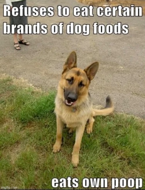 Prefer Poop | image tagged in dogs,funny dogs,poop,food,really bro,doggo | made w/ Imgflip meme maker