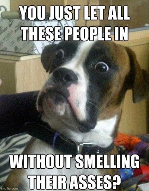 Ass Smeller | image tagged in dogs,funny dogs,ass,butt sniffer,doggo,confused | made w/ Imgflip meme maker