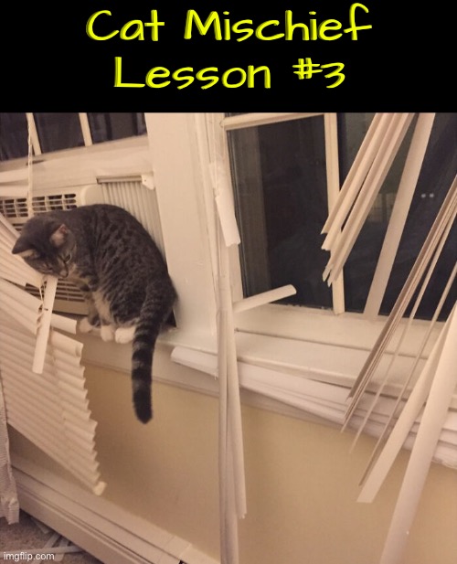 Mischief Lesson #3 | Cat Mischief Lesson #3 | image tagged in cats,funny cats,mischief,life lessons,duhhh dumbass,funny cat memes | made w/ Imgflip meme maker