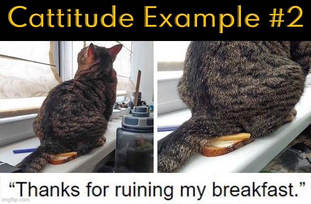 Cattitude Example 2 | Cattitude Example #2 | image tagged in cats,funny cats,mischief,attitude,cattitude,breakfast | made w/ Imgflip meme maker