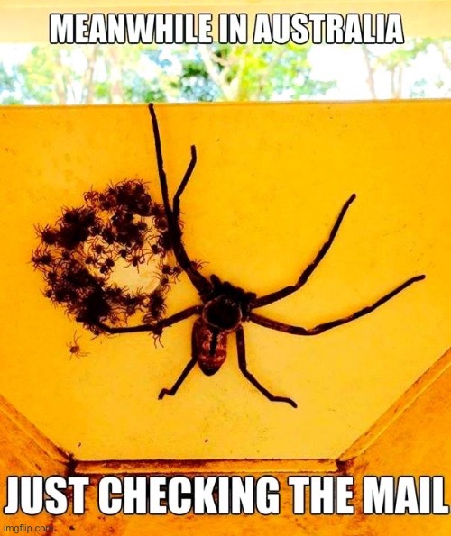 Meanwhile In Australia | image tagged in australia,meanwhile in australia,welcome to australia,spider,arachnophobia,mailbox | made w/ Imgflip meme maker