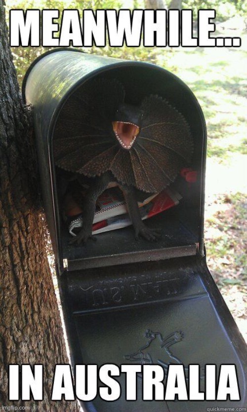 Australia | image tagged in meanwhile in australia,australia,lizard,mailbox,dafuq,funny memes | made w/ Imgflip meme maker