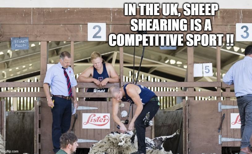 In the UK, sheep shearing is a competitive sport !! | IN THE UK, SHEEP SHEARING IS A COMPETITIVE SPORT !! | image tagged in sports,united kingdom,games,competition,funny,humor | made w/ Imgflip meme maker