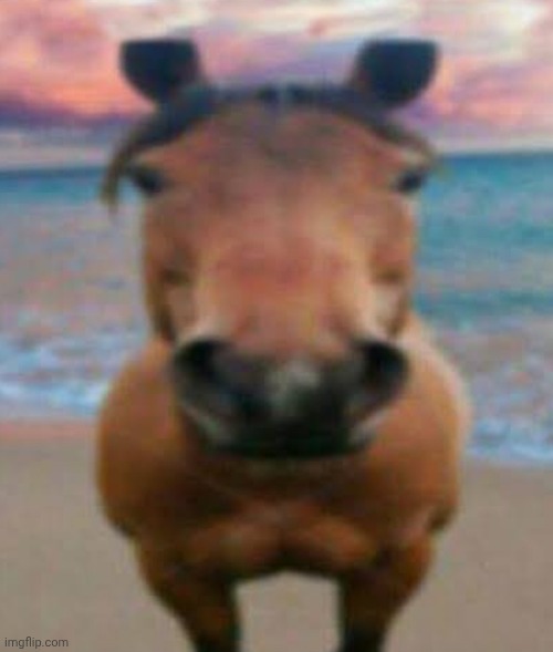 Evil Horse | image tagged in evil horse | made w/ Imgflip meme maker