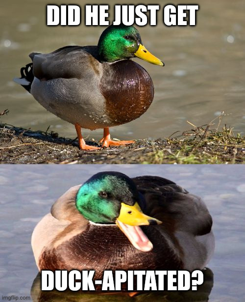 Bad Pun Duck | DID HE JUST GET DUCK-APITATED? | image tagged in bad pun duck | made w/ Imgflip meme maker