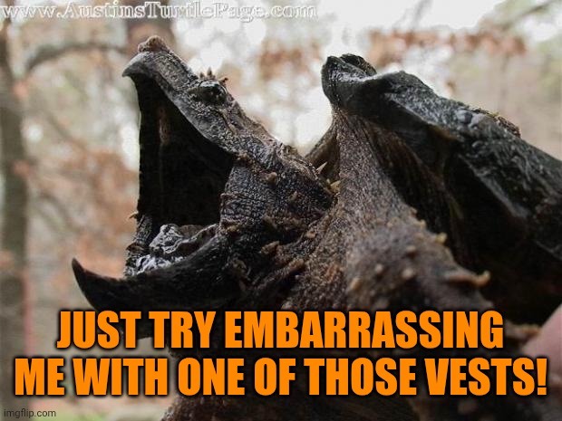 Alligator Snapping Turtle | JUST TRY EMBARRASSING ME WITH ONE OF THOSE VESTS! | image tagged in alligator snapping turtle | made w/ Imgflip meme maker