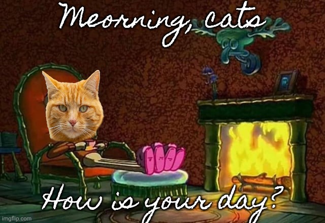 Mor- hey wait a minute... | Meorning, cats; How is your day? | image tagged in morning chat | made w/ Imgflip meme maker
