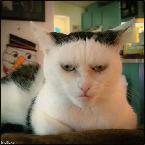 ♫ Just Another Manic Monday ♫ | image tagged in cats,monday mornings,song lyrics | made w/ Imgflip meme maker