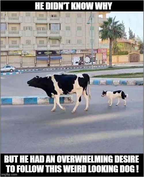 A Confused City Dog | HE DIDN'T KNOW WHY; BUT HE HAD AN OVERWHELMING DESIRE 
TO FOLLOW THIS WEIRD LOOKING DOG ! | image tagged in dogs,cows,follow | made w/ Imgflip meme maker