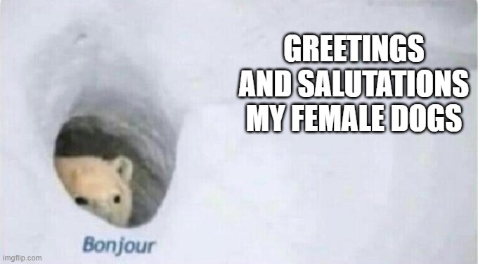 Bonjour Bear | GREETINGS AND SALUTATIONS MY FEMALE DOGS | image tagged in bonjour bear | made w/ Imgflip meme maker