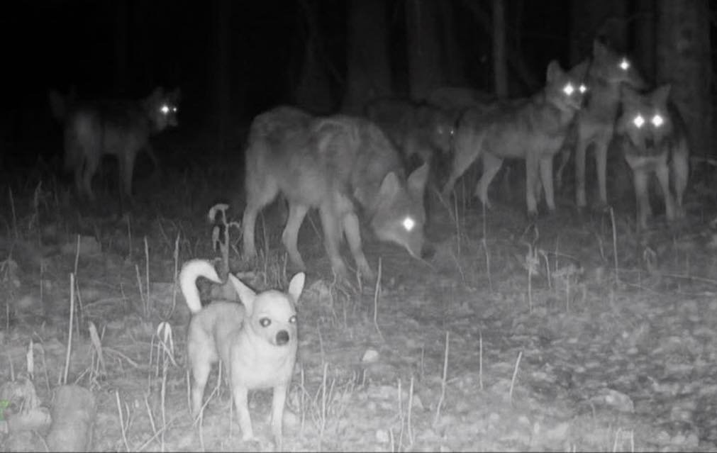 Alpha chihuahua Blank Meme Template