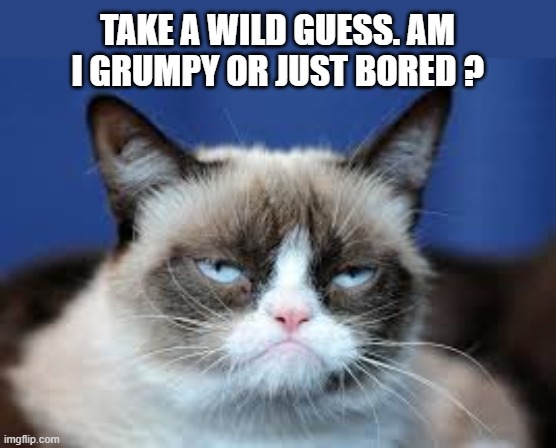 Is the cat grumpy or just bored?   --  funny  -- | TAKE A WILD GUESS. AM I GRUMPY OR JUST BORED ? | image tagged in cats,funny,kittens,humor,grumpy cat,funny cat memes | made w/ Imgflip meme maker