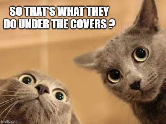 Cat learns what "they" do under the covers.   --  funny  -- | SO THAT'S WHAT THEY DO UNDER THE COVERS ? | image tagged in cats,funny,kittens,humor,funny cat memes | made w/ Imgflip meme maker