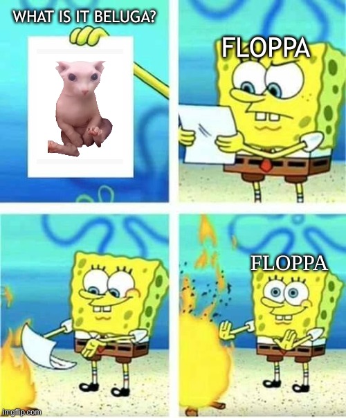 another day,another bingus. | WHAT IS IT BELUGA? FLOPPA; FLOPPA | image tagged in i don't care,spongebob,funny,floppa,beluga,bingus | made w/ Imgflip meme maker