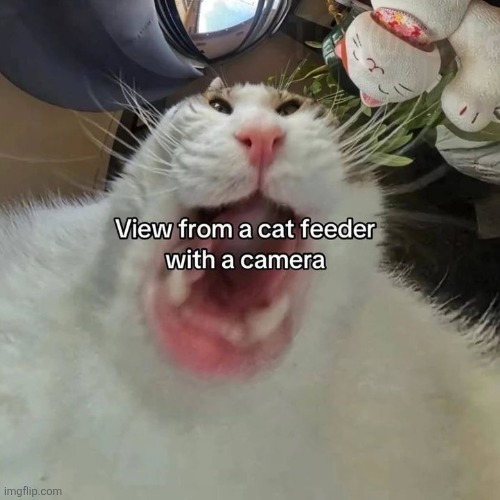 Another important image | image tagged in cat | made w/ Imgflip meme maker