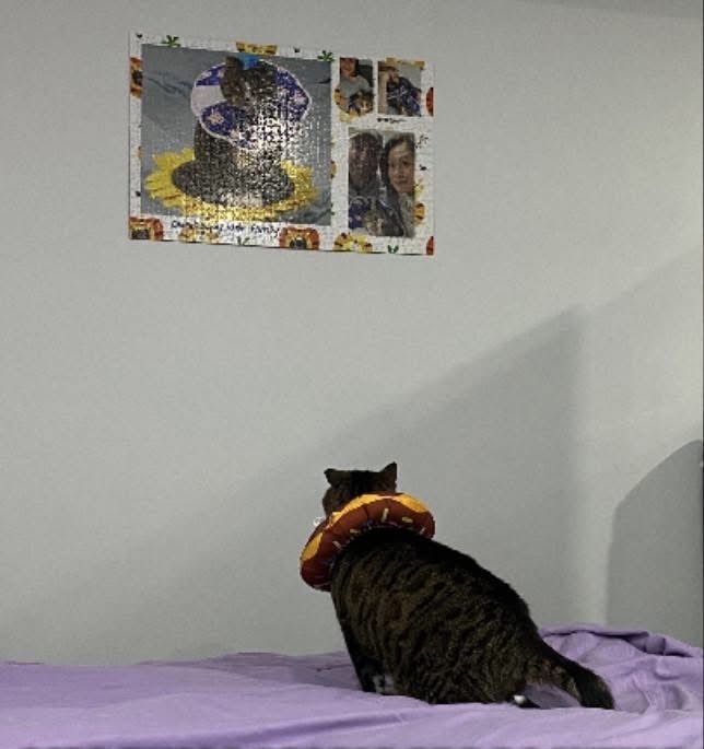 Cat help Blank Meme Template