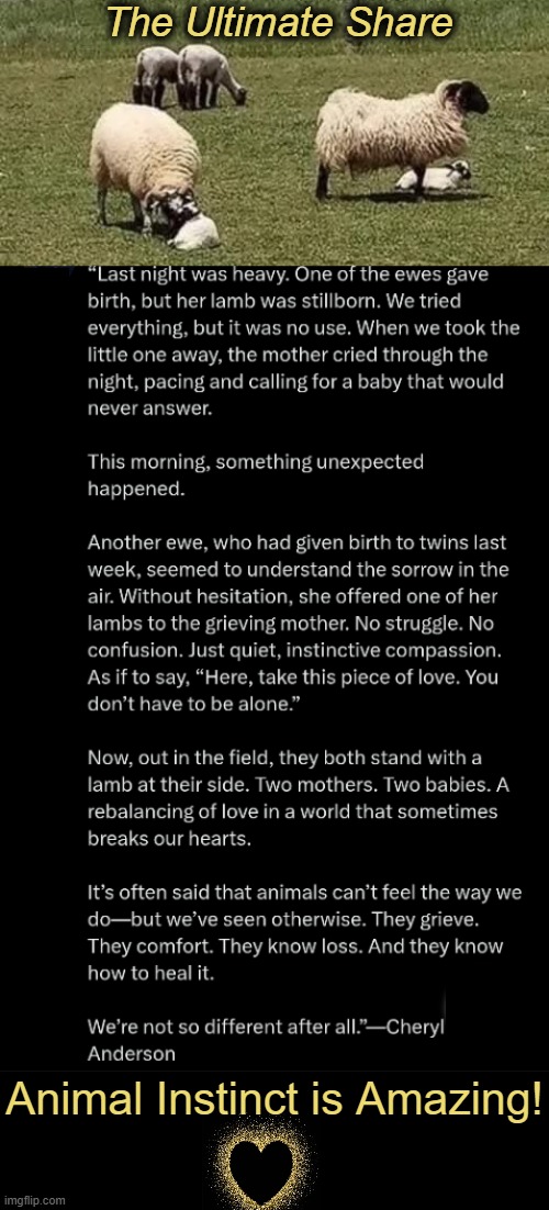 A Happy Ending | The Ultimate Share; Animal Instinct is Amazing! | image tagged in animals,mothers,babies,love,happy ending,ultra instinct | made w/ Imgflip meme maker