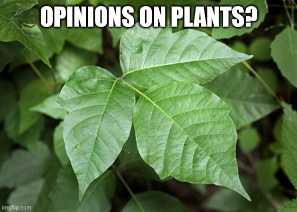 No, I'm not using one of the DC villain Poison Ivy templates this site has. Don't search for them. | OPINIONS ON PLANTS? | image tagged in poison ivy | made w/ Imgflip meme maker