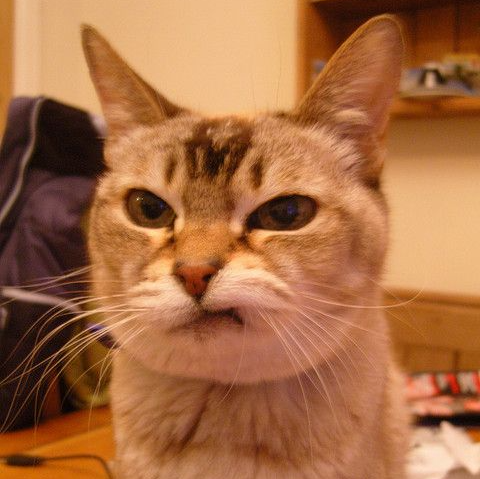 disgusted cat Blank Meme Template