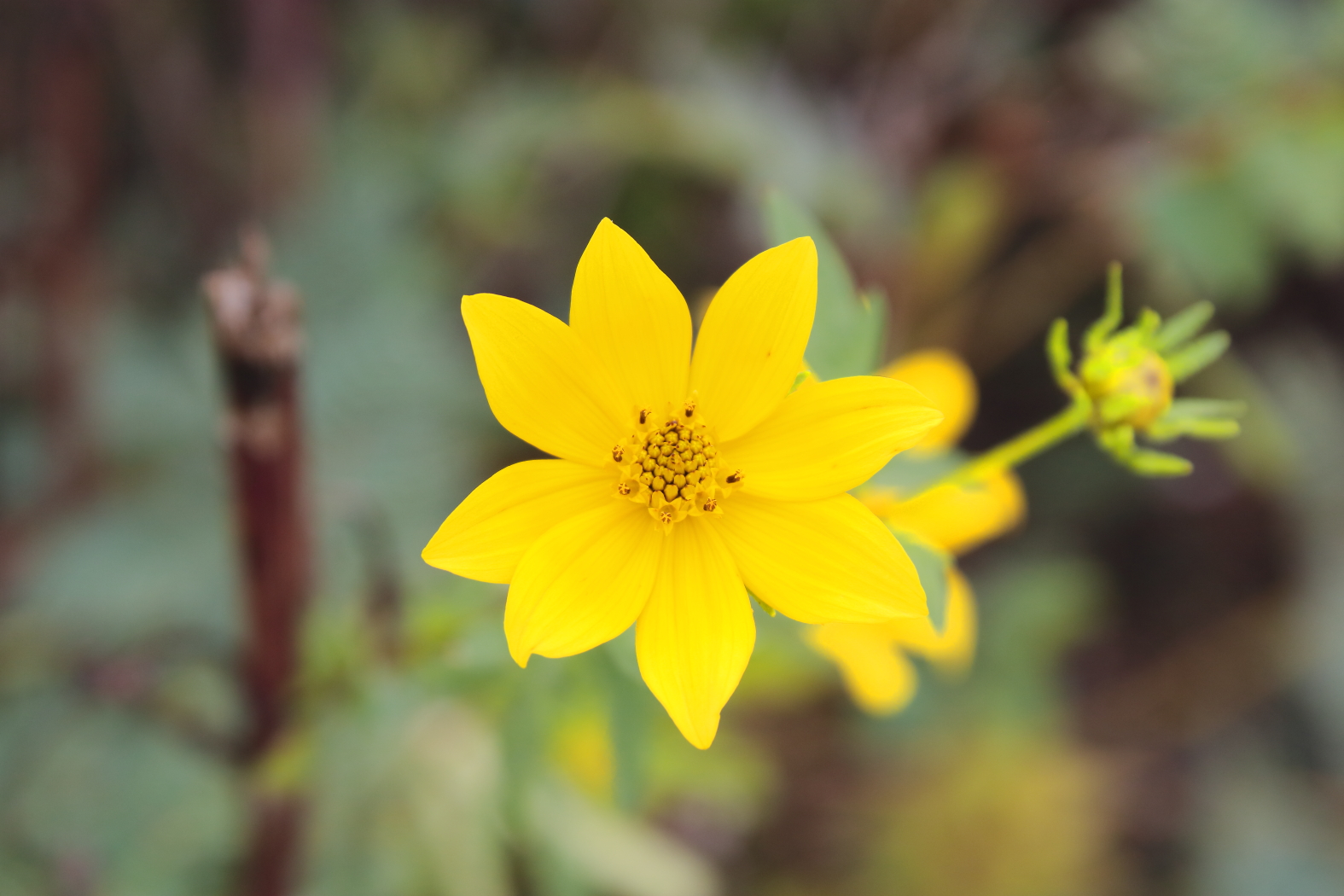 yellow star flower Blank Meme Template