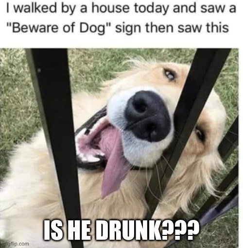drunk dog?? | IS HE DRUNK??? | image tagged in dogs | made w/ Imgflip meme maker
