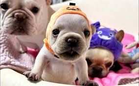 TR Blank Meme Template