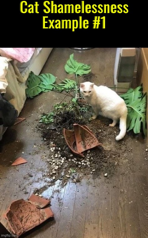 Cat Shamelessness Example 1 | Cat Shamelessness Example #1 | image tagged in cats,funny cats,shameless,entitlement,destruction,mischief | made w/ Imgflip meme maker