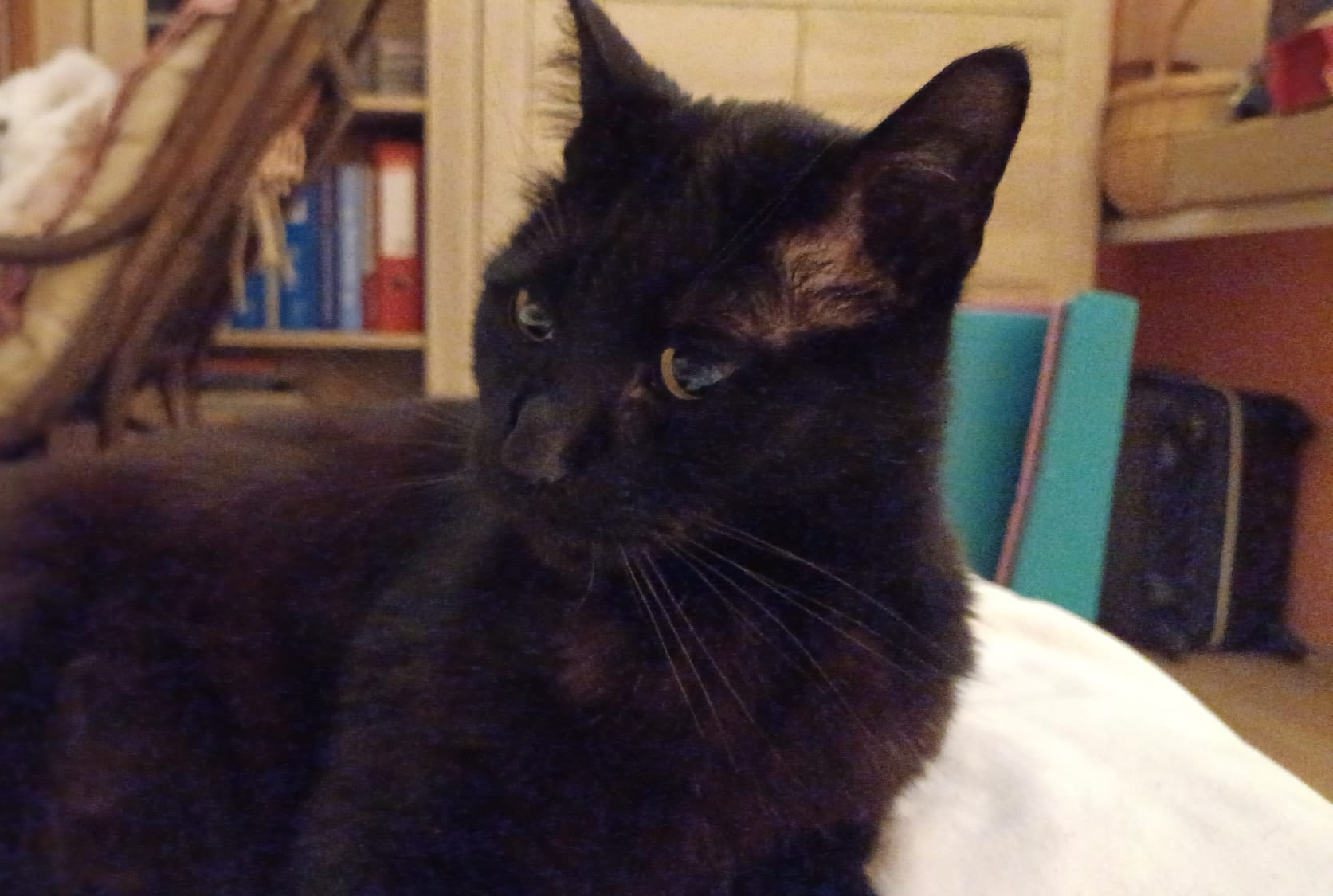 Black cat Blank Meme Template