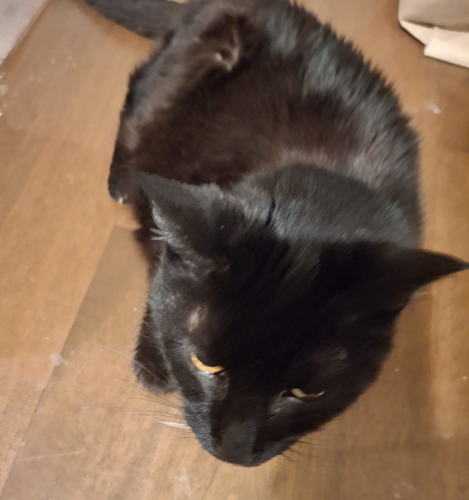 Black cat2 Blank Meme Template