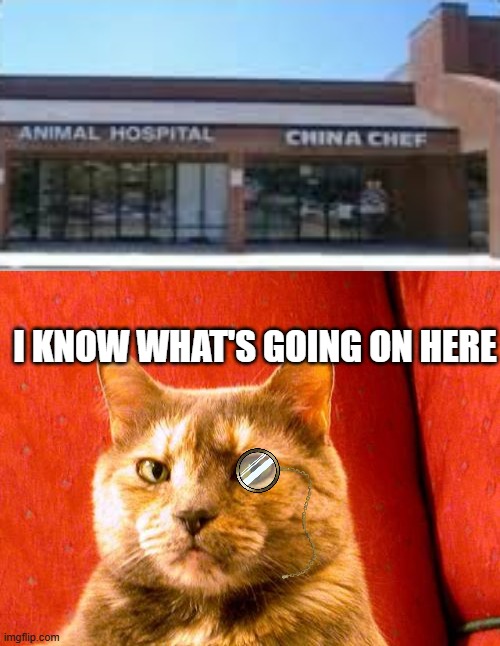 Chinese Anyone? | I KNOW WHAT'S GOING ON HERE | image tagged in memes,suspicious cat | made w/ Imgflip meme maker