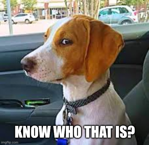 Sideways Glance Dog | KNOW WHO THAT IS? | image tagged in sideways glance dog | made w/ Imgflip meme maker